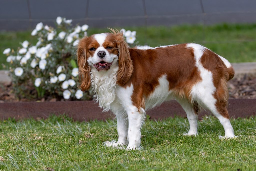 australian labradoodle puppies cary nc